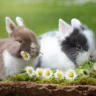 Храна за зайци