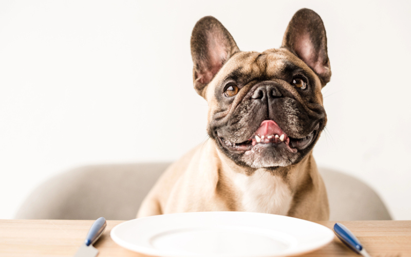 таблица за хранене на малко куче - щастливо куче и чиния